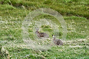 Leporidae, a pair of two Hares sitting on the gras of a green meadow in Torres del Paine. photo
