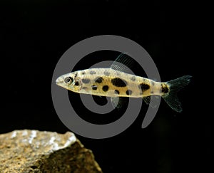 Spotted Leporinus, leporinus maculatus aquarium photo