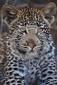 Leppard cub