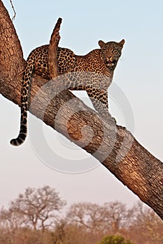 Leppard in tree
