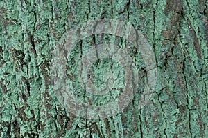 Lepraria incana, dust lichen on oak bark closeup selective focus