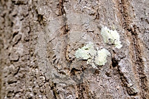 Leprose crustose lichen on bark tree trunk. abstract close-up nature background