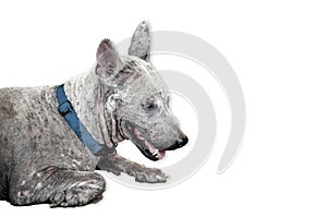 Leprosy skin sick street dog - Rabies infection risk dog on white background photo