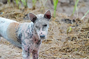 leprosy dogs disease , Canine scabies skin in puppy dog animal , dermatitis. photo