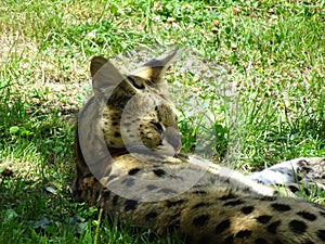 Leptailurus Serval cub resting in the shadows of the tree