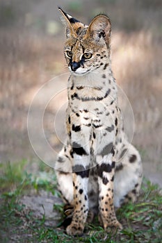 Leptailurus serval. A portrait of a serval  sitting in the green grass. Wild cat native to Africa. Black dotted beige brown big