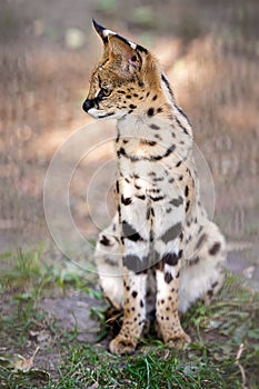 Leptailurus serval. A portrait of a serval  sitting in the green grass. Wild cat native to Africa. Black dotted beige brown big