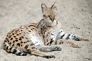 Leptailurus serval. A portrait of a serval  sitting in the green grass. Wild cat native to Africa. Black dotted beige brown big