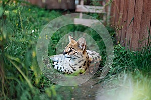 Leptailurus serval rest in the grass