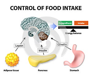 Leptin