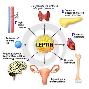 Leptin hormone effects