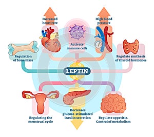 Leptin hormone role in schematic vector illustration diagram. Educational medical information.