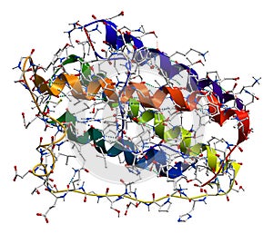 Leptin, the human obesity protein