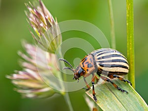 Leptinotarsa decemlineata 1 photo