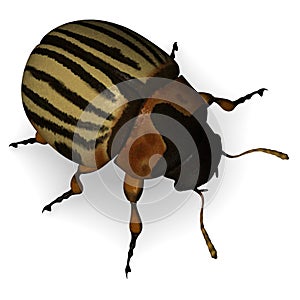 Leptinotarsa decemlineata