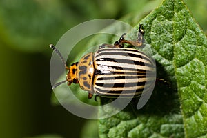 Leptinotarsa decemlineata, Colorado potato beetle