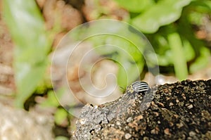 Leptinotarsa decemlineata Colorado Potato Beetle On Edge Of Concrete