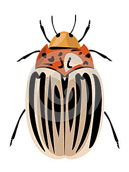 Leptinotarsa decemlineata firefly cockroach vector illustration