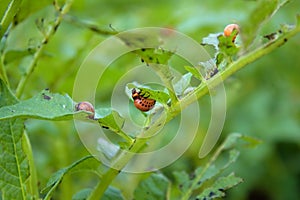 Leptinotarsa decemlineata on plant photo