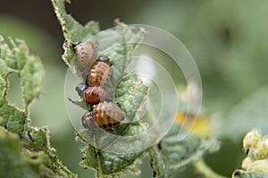 Leptinotarsa decemlineata, potato beetle on potato plants