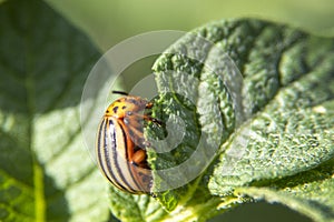 Leptinotarsa decemlineata, potato beetle on potato plants