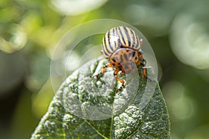 Leptinotarsa decemlineata, potato beetle on potato plants