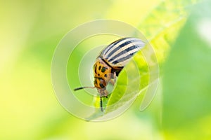 Leptinotarsa decemlineata, potato beetle on potato plants, insect