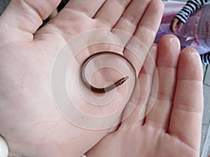 Close up sea creature slimey eel fish in hands