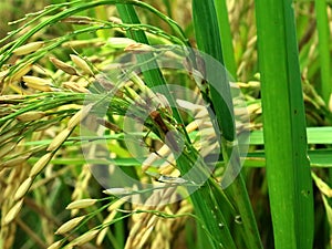 Leptocorisa oratorius Fabricius, a rice pest