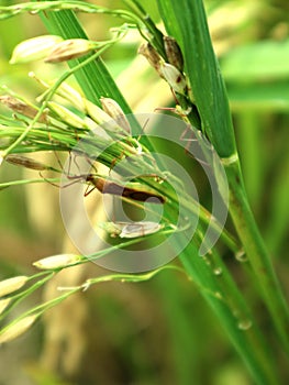 Leptocorisa oratorius Fabricius, a rice pest