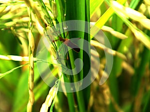 Leptocorisa oratorius Fabricius, a rice pest