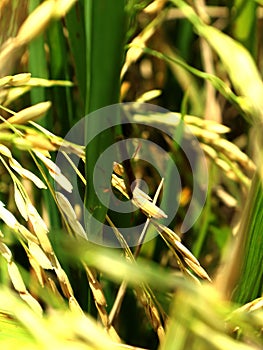 Leptocorisa oratorius Fabricius, a rice pest