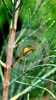 Leptocorisa oratorius on foliage