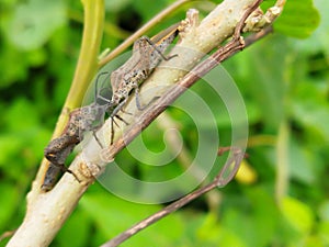 Leptocorisa Oratorius on a tree trunk. Animal macro photo