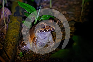 Leptodactylus savagei - Savage thin-toed frog