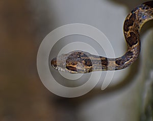 Leptodeira annulata or Cat-eyed Snake or False Mapepire