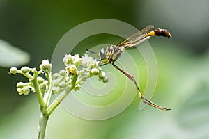 LeptogasterInsects- Asilidae