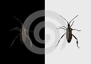 Leptoglossus occidentalis, western conifer bug seed isolated on black and white background. Bottom view photo