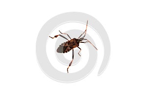 Leptoglossus occidentalis photo