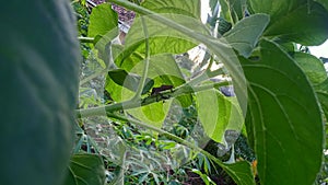 Eastern leaf-footed bug
Insects
