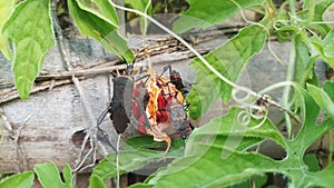 Leptoglossus told each other photo