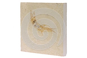 Leptolepis fossil