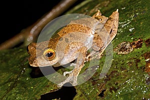 Leptomantis (Rhacophorus) belalongensis in natural habitat, endemic frog Brunei Borneo