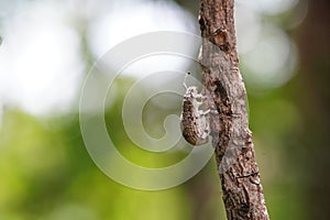 Leptopius robustus found in the forest