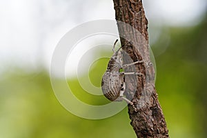 Leptopius robustus found in the forest.