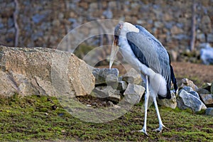 Leptoptilos crumeniferus - Marabu, a stork-like bird that walks on grass.