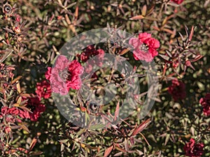 Leptospermum big red tea tree flower close up outdoors