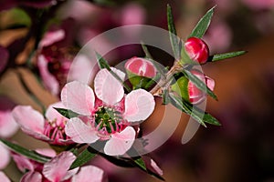 Leptospermum Flowers And Buds