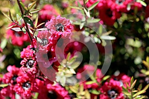 Leptospermum, ornamental garden plant flower close-up