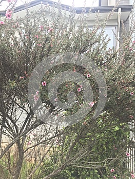 Broom tea-tree in front of a house.